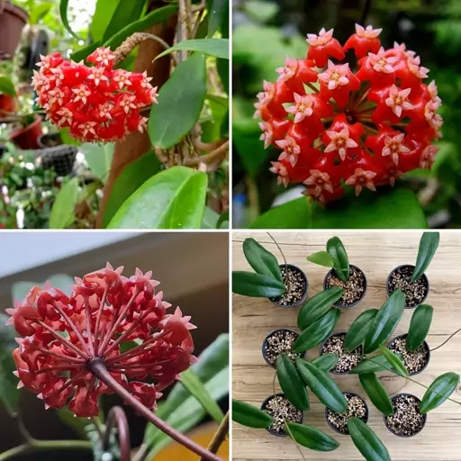 گیاهچه هویا Hoya ilagiorum 