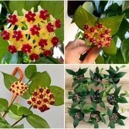 گیاهچه هویا Hoya Polyneura