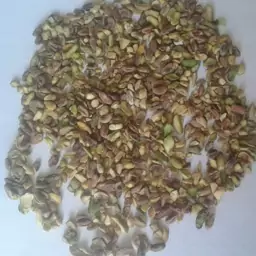 مغز گندمی تو سبز 