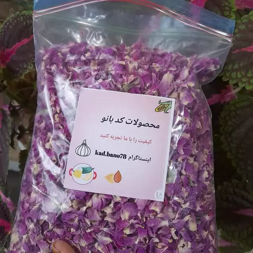 گل محمدی گلپایگان (مال امسال)