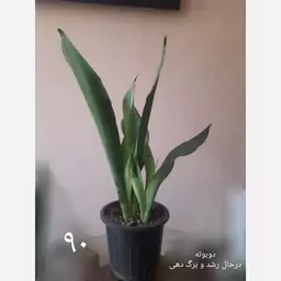 سانسوریا مهتابی دوبوته 