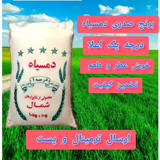 برنج صدری دمسیاه درجه یک اعلا برنجکوبی قلی پور 