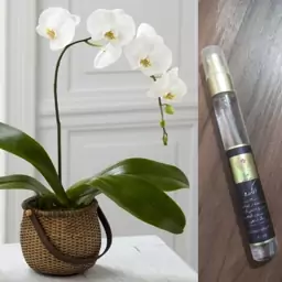 عطر طبیعی گل ارکیده (ریحانا) 10 میل افشان