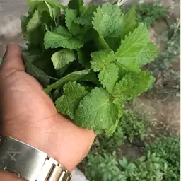 بادرنجبویه ارگانیک بسته  100گرمی (پسکرایه)