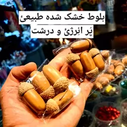 پک بلوط تزیینی طبیعی وارداتی 1بسته بلوط دکوری اصل بلوط پاییزی میوه بلوط خشک شده درخت بلوط چوب بلوط فروشگاه دکوری در کرج