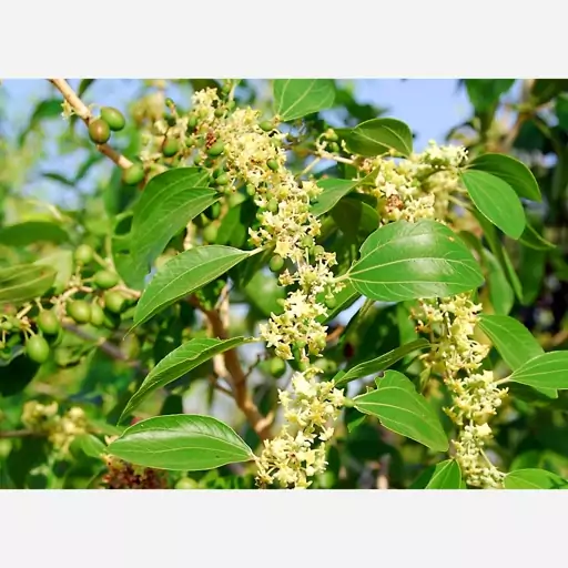 عسل کنار(خوزستان)برداشت خوزستان با عطر وطعم خاص(یک کیلویی)