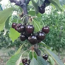 نهال گیلاس تکدانه مشهد