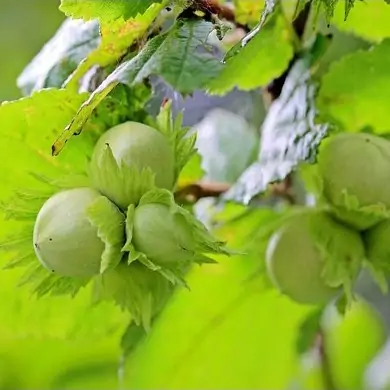 نهال فندق ترکیه گلدانی