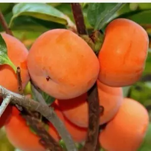 نهال خرمالو گوجه ای گلدانی