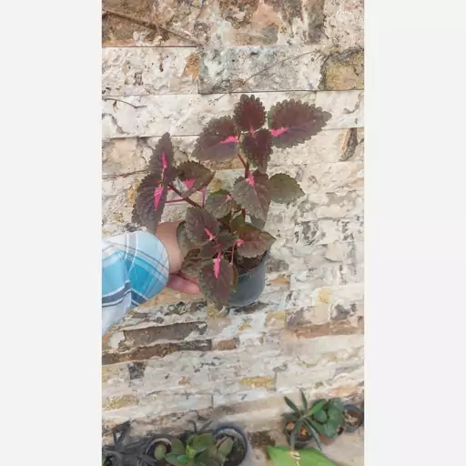 گیاه حسن یوسف ساده(solenostemon plant)