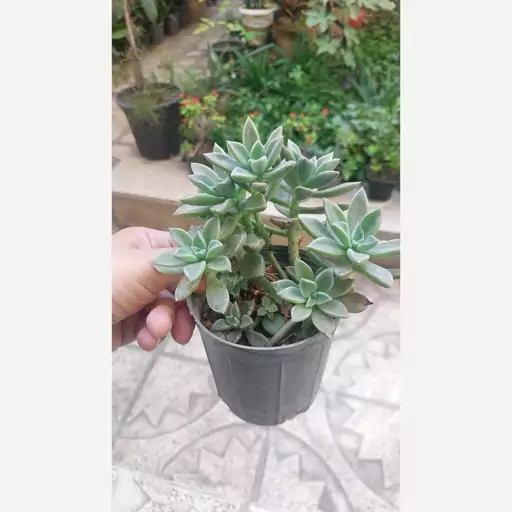 گیاه اپارتمانی ساکولنت آئونیوم سایز بزرگ(succulent plant)