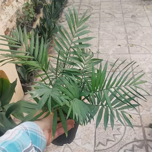 گیاه اپارتمانی نخل شامادورا(chamaedora elegans plant)