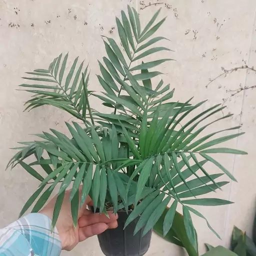 گیاه اپارتمانی نخل شامادورا(chamaedora elegans plant)