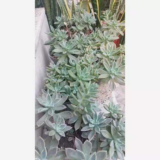 گیاه اپارتمانی ساکولنت آئونیوم سایز بزرگ(succulent plant)