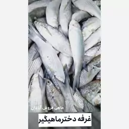 ماهی بیاح چرب