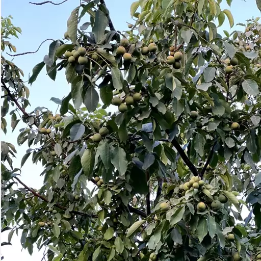 نهال گردو چندلر زودبارده(هزینه ارسال به عهده مشتری)