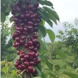 نهال گیلاس خوشه ای دانه درشت(هزینه ارسال به عهده مشتری)