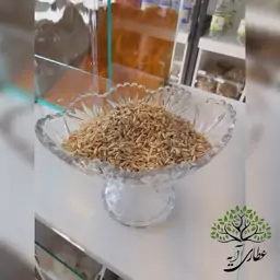 شکوف سنجد (رژیم دختر زایی)