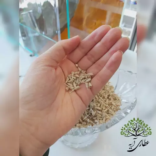 شکوف سنجد (رژیم دختر زایی)