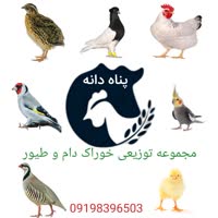 علی پناهی