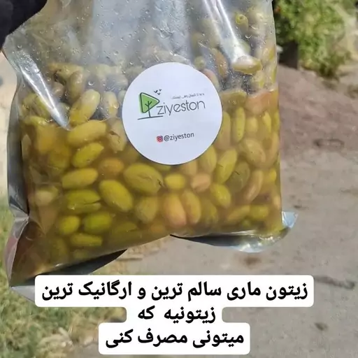 زیتون سنتی شکسته ماری امساله