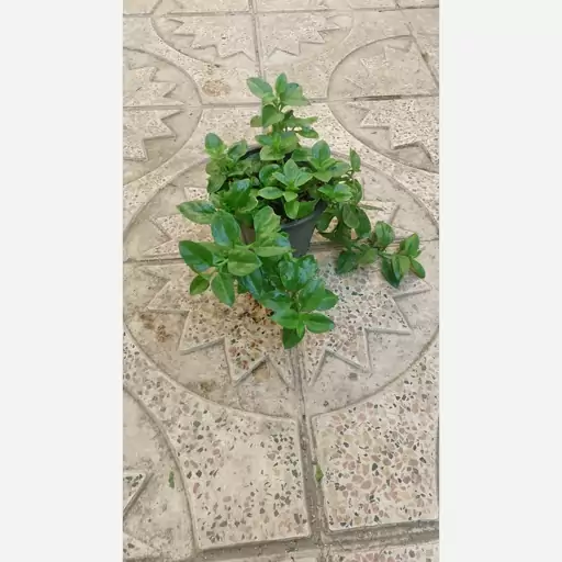 گیاه گل ناز فرانسوی (baby sun rose plant)