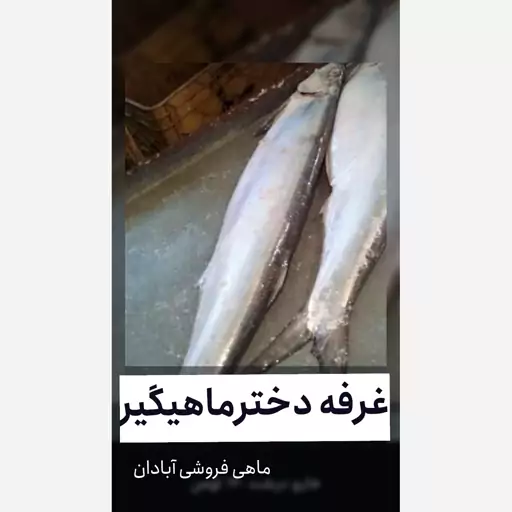 ماهی خارو سایز 500 گرمی به بالا