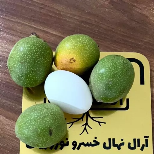 نهال گردو تخم مرغی