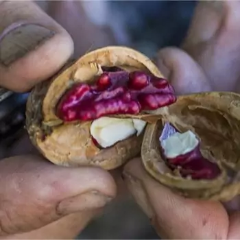 نهال گردو تو سرخ(لیور موری)