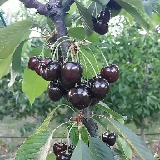 گیلاس تکدانه مشهد(هزینه ارسال به عهده مشتری)