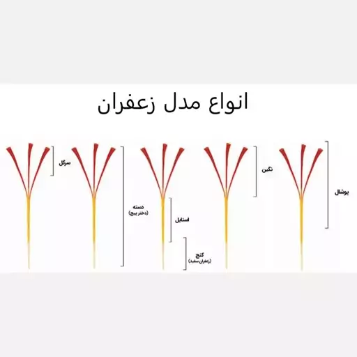 4.5گرم زعفران دسته(دخترپیج)