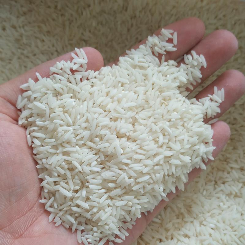 برنج طارم هاشمی عطری مازندران 10 کیلویی مستقیم از کشاورز با ارسال رایگان