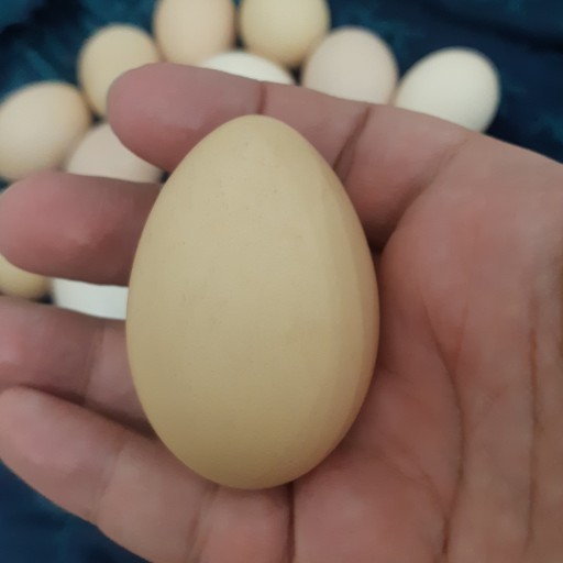 تخم مرغ محلی و رسمی