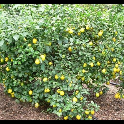نهال درخت  لیمو4چهارفصل میوه دار سایز بزرگ 4ساله