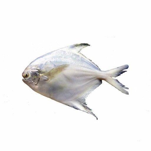 ماهی حلوا سفید(زبیدی)