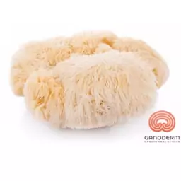 قارچ یال شیر (لاینزمین Lions mane) درجه 1  وزن 100 گرم