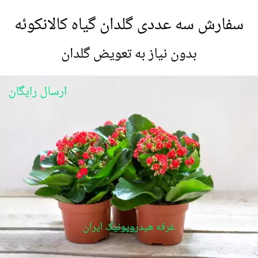 خرید آنلاین سه عددی گیاه گلدار پرفروش کالانکوئه Kalanchoe با گلهای زیبا