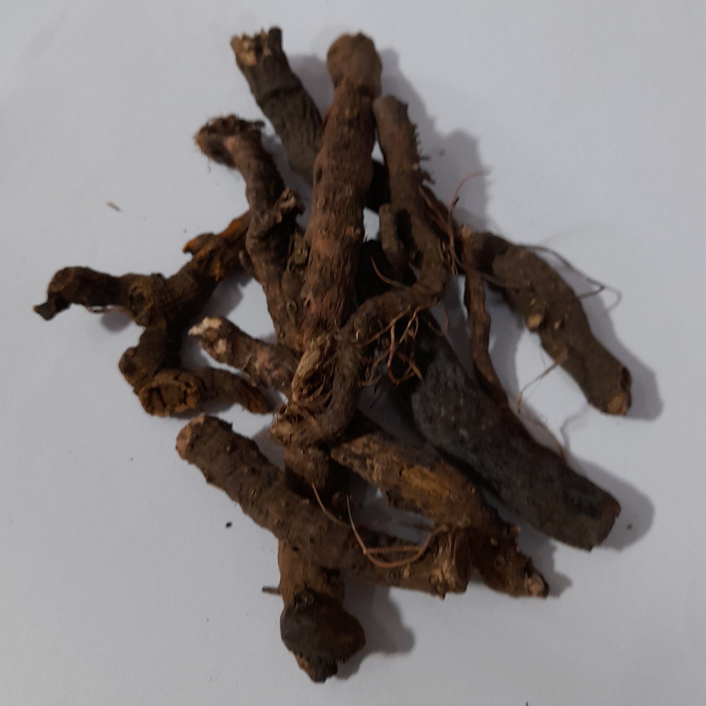 ریشه انجبار با کیفیت عالی