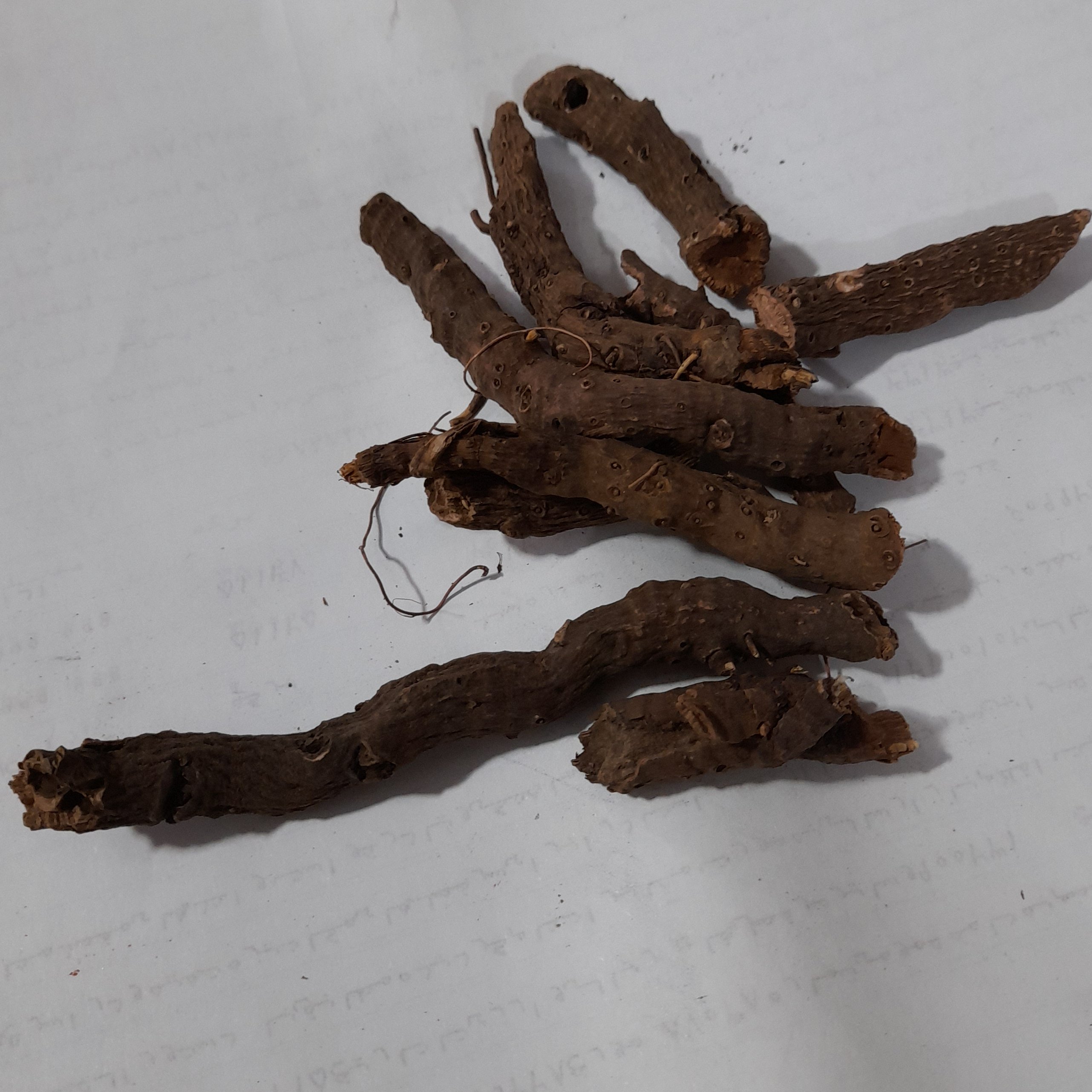 ریشه انجبار با کیفیت عالی