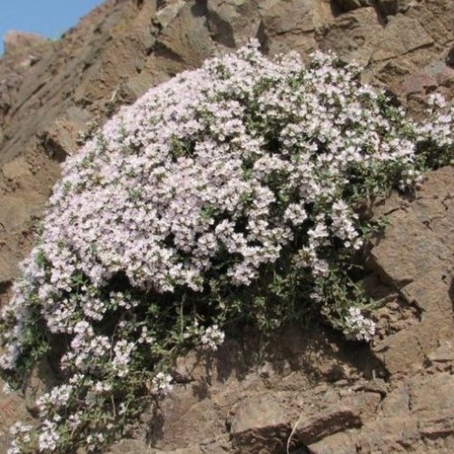 عسل طبیعی کوهستان (1 کیلویی) کیفیت اعلا محصول دامنه های ارتفاعات شمال خراسان