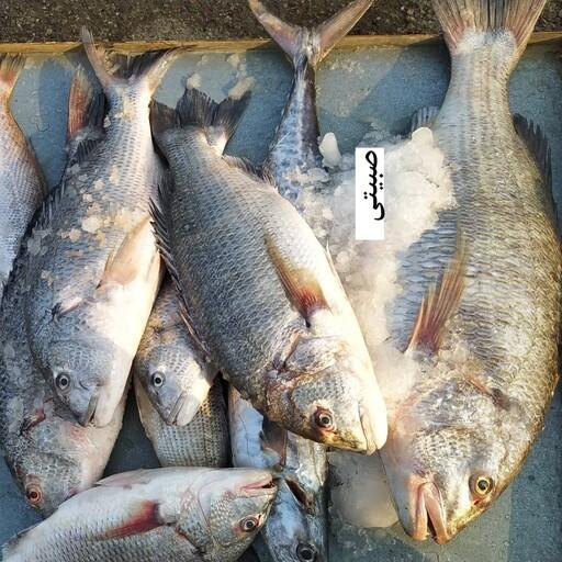 ماهی صبیتی یا چندال.   5کیلو ماهی لاکچری و خوشمزه که در پخت شکم پر و قلیه استفاده می شود.گوشت سفید و لذیذ دارد 