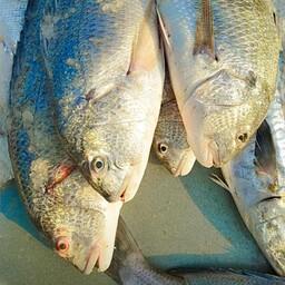 ماهی صبیتی یا چندال.   5کیلو ماهی لاکچری و خوشمزه که در پخت شکم پر و قلیه استفاده می شود.گوشت سفید و لذیذ دارد 