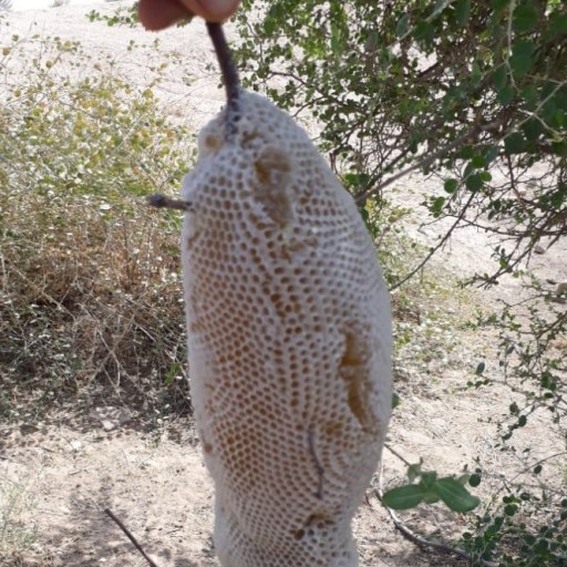 عسل صدرصد طبیعی ازدشت های خوزستان وکاملاطبیعی تولید می شودمحل تولیددرجنگل مزارع ودامنه های کوههاودرختان کنارمی باشد