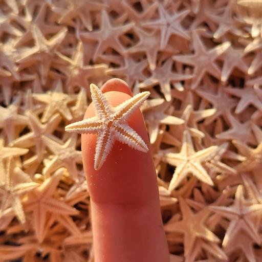 ستاره دریایی طبیعی (بسته 10 عددی)