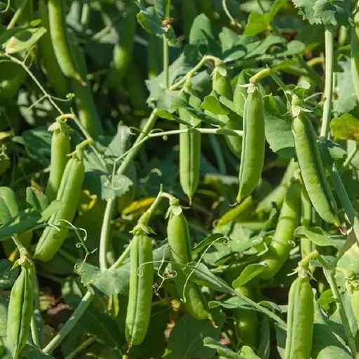 بذر نخود فرنگی گرین سید 200 گرمی