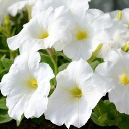 بذر گل اطلسی سفید