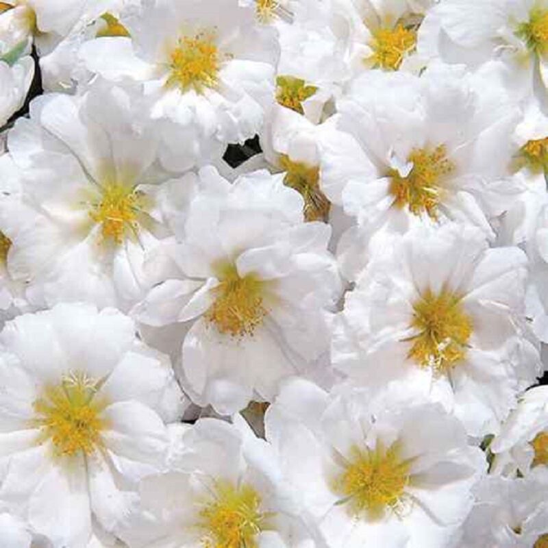 بذر گل ناز آفتابی سفید