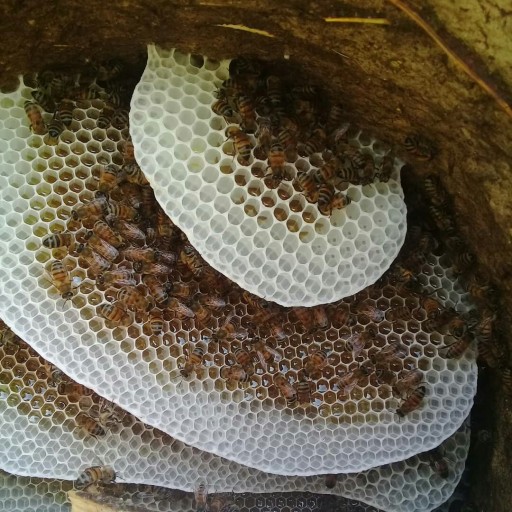 عسل سبدی ،خوش بافت ترین عسل ممکن بازار (فروش عمده وهمکاری بادوستان)
