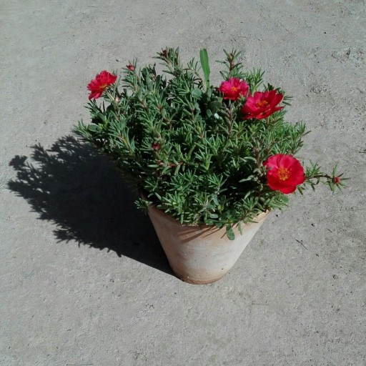 گل ناز آفتابی گلخانه ای مناسب برای تراس و گلخانه