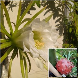 بذر میوه اژده ها سفید 20 عدد🌺با گل‌های درشت و زیبا که میوه اش طعمی شبیه هندونه داره خوش خوراکه
